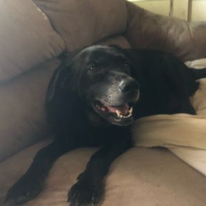 Meet your Posher, Allen